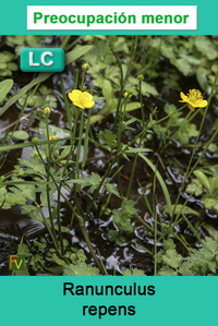 Ranunculus repens