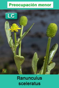 Ranunculus sceleratus