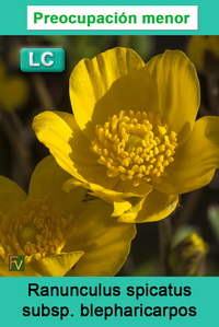 Ranunculus spicatus blepharicarpos
