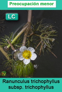 Ranunculus trichophyllus trichophyllus
