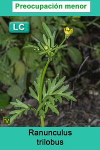 Ranunculus trilobus
