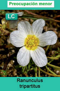 Ranunculus tripartitus