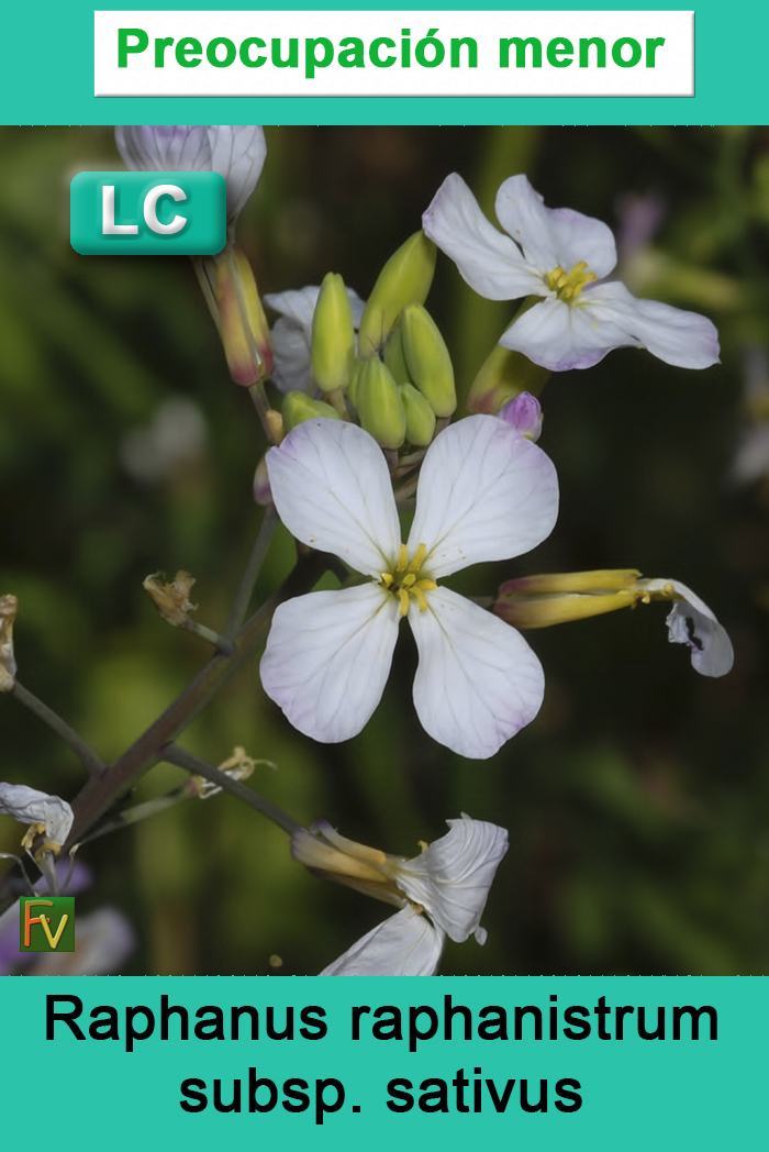 Raphanus raphanistrum sativus