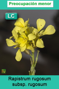 Rapistrum rugosum rugosum