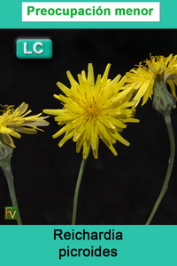 Reichardia picroides