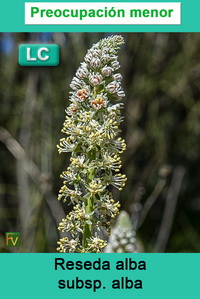 Reseda alba alba