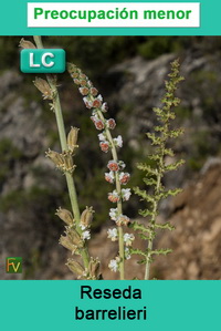 Reseda barrelieri