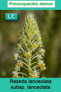 Reseda lanceolata lanceolata