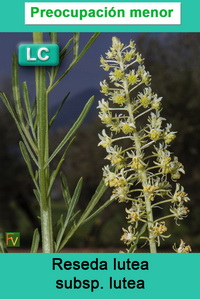Reseda lutea lutea