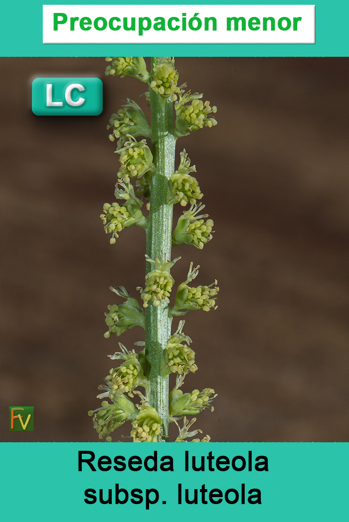 Reseda luteola luteola