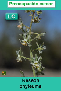 Reseda phyteuma