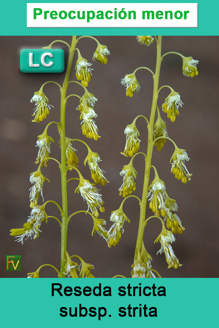 Reseda stricta strita