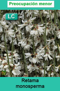 Retama monosperma