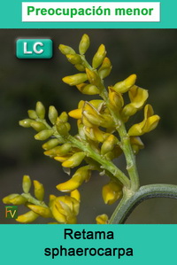 Retama sphaerocarpa