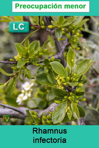 Rhamnus infectoria