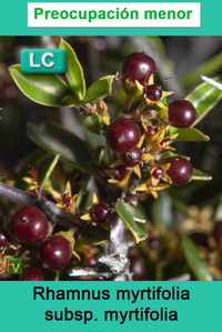 Rhamnus myrtifolia myrtifolia