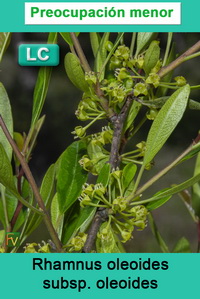 Rhamnus oleoides oleoides