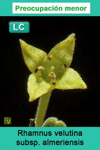 Rhamnus velutina almeriensis