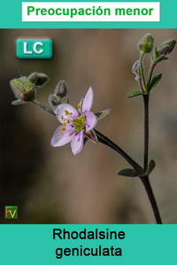 Rhodalsine geniculata