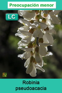 Robinia pseudoacacia