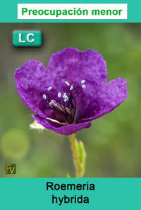 Roemeria hybrida