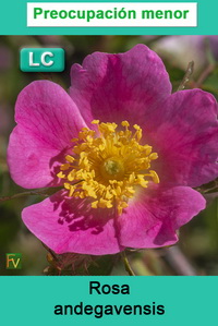 Rosa andegavensis