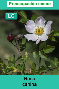 Rosa canina