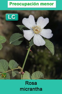 Rosa micrantha