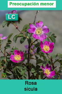 Rosa sicula