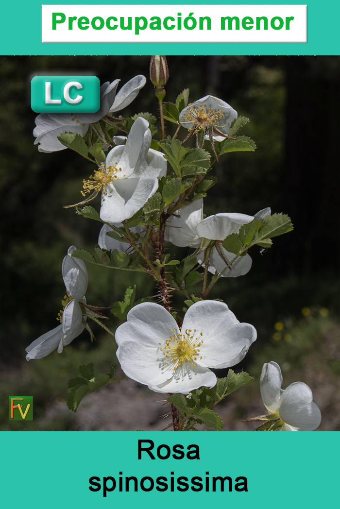 Rosa spinosissima