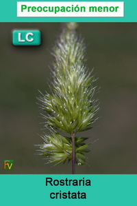 Rostraria cristata