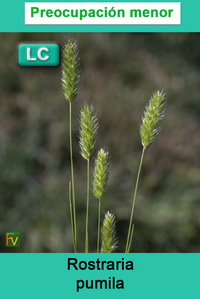 Rostraria pumila