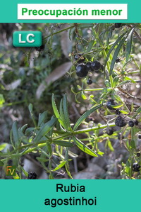 Rubia agostinhoi
