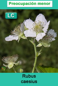 Rubus caesius