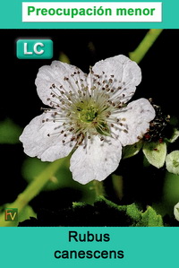 Rubus canescens