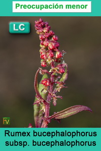 Rumex bucephalophorus bucephalophorus