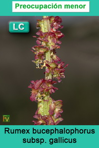 Rumex bucephalophorus gallicus