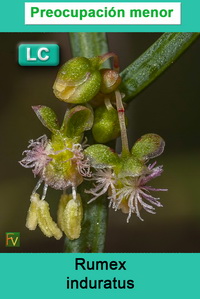 Rumex induratus