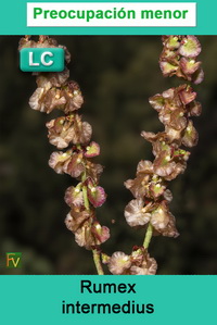 Rumex intermedius