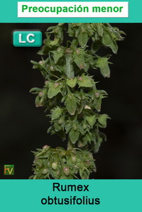 Rumex obtusifolius