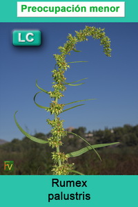 Rumex palustris