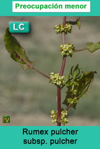 Rumex pulcher pulcher