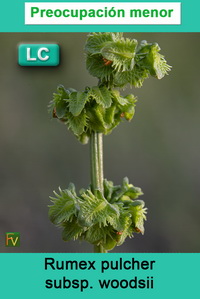 Rumex pulcher woodsii