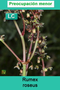 Rumex roseus