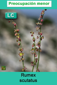 Rumex scutatus