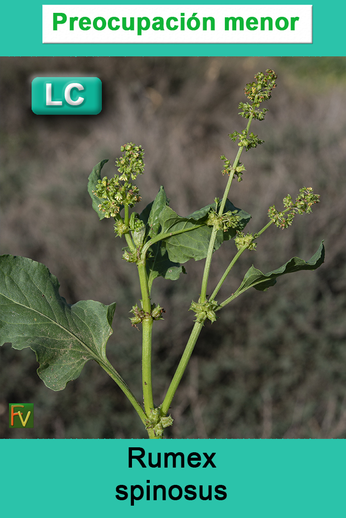 Rumex spinosus