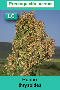 Rumex thrysoides