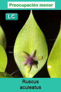 Ruscus aculeatus