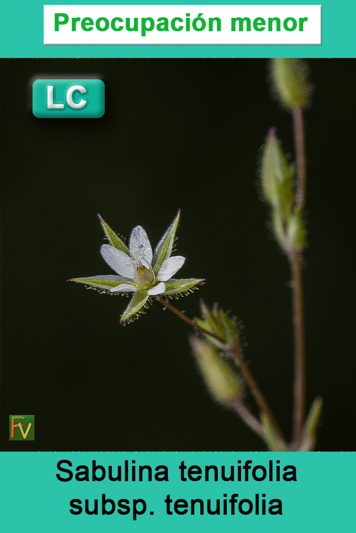 Sabulina tenuifolia tenuifolia