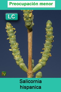 Salicornia hispanica
